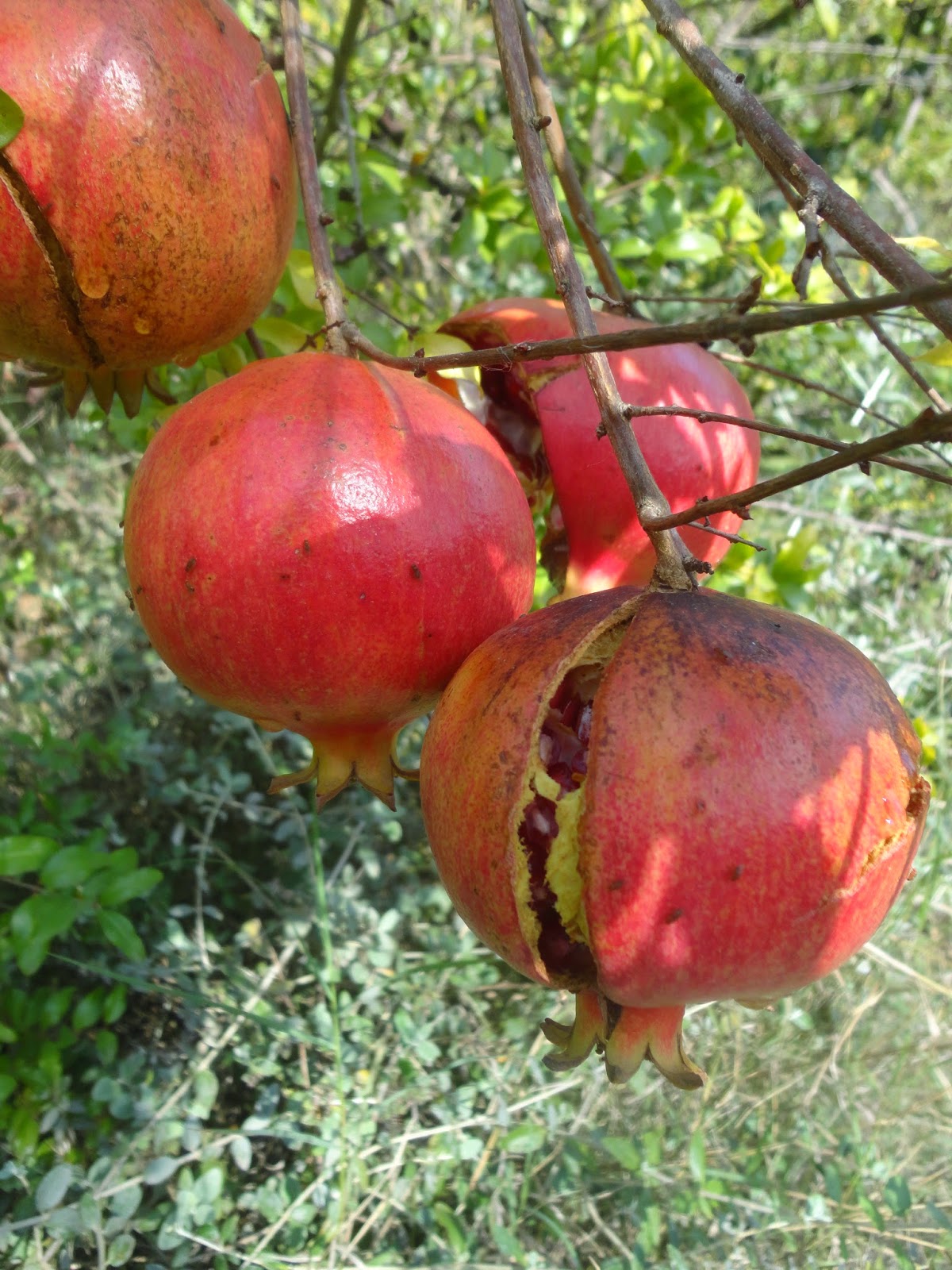 El Terrao - Dos urbanitas en el campo: FRUTOS DE OTOÑO-GRANADAS