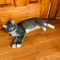 A photo of Julius as a kitten