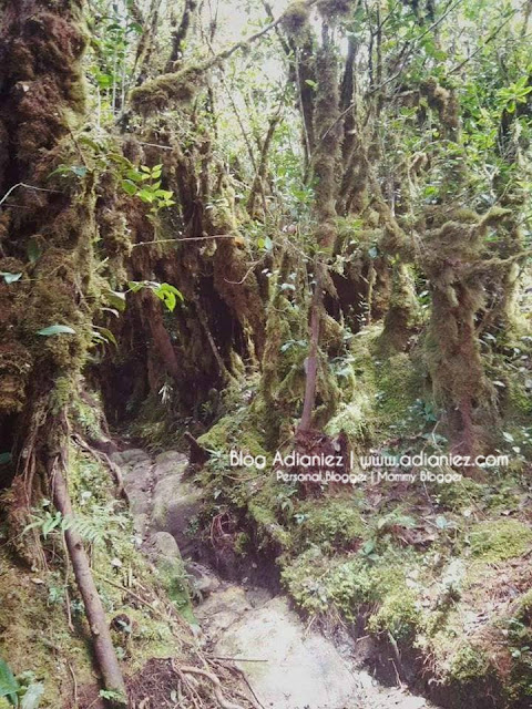 Day Hike | Ekspedisi Warga ILP Bukti Katil Menaiki Gunung Yong Belar