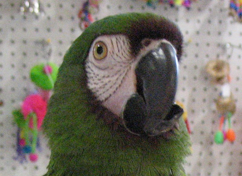 Fast Facts from Avian/Exotics Veterinary Medicine a "cure" for