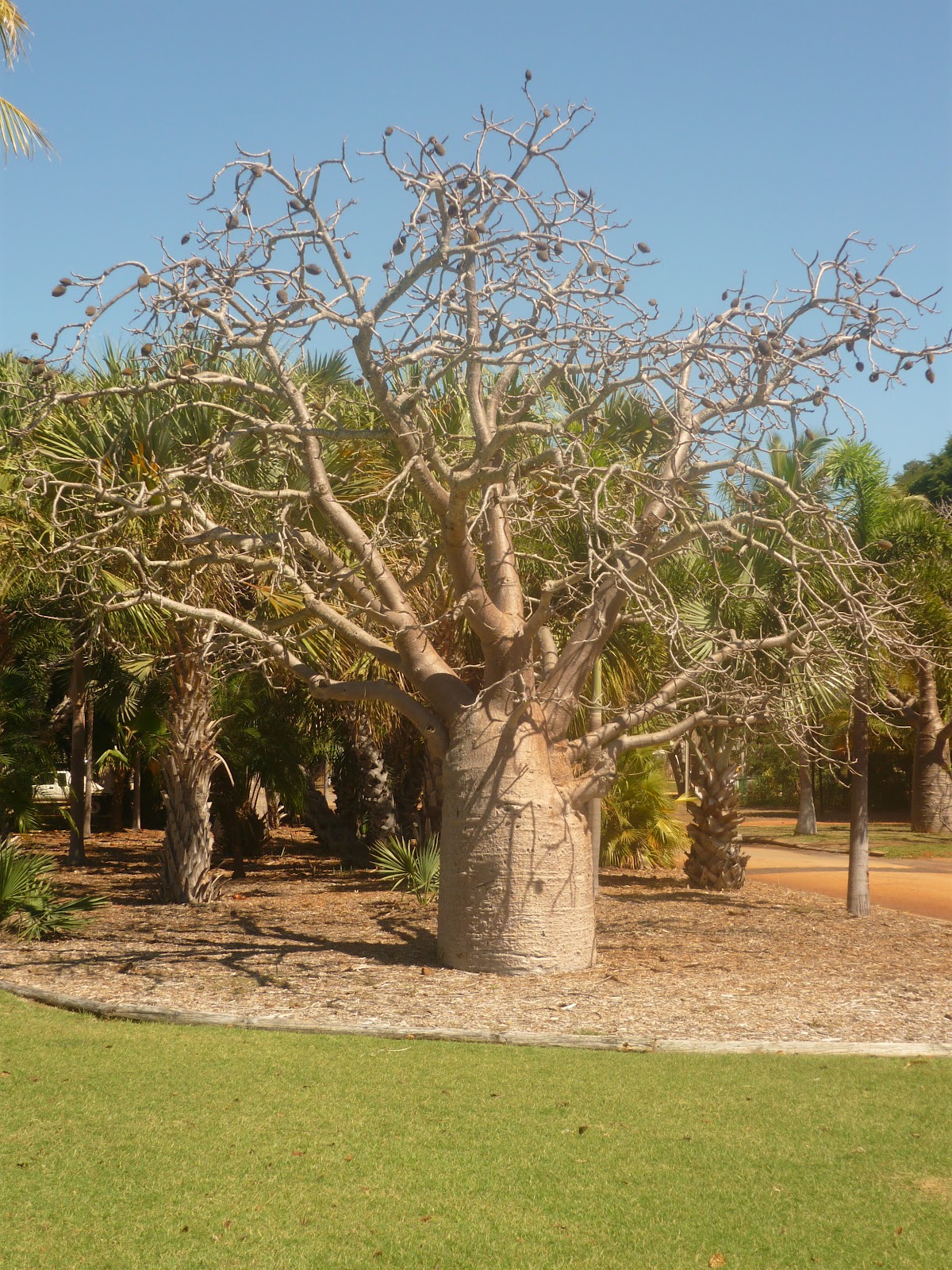 Travel Our The Unique Boab Trees of the Kimberley