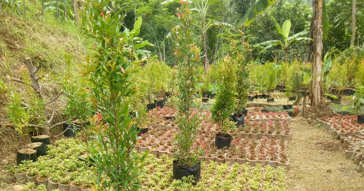 Berbelanja Di Toko Tanaman Yang Lebih Besar