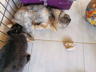 κουνέλι κοιμάται