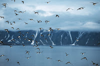 Dovekies in flight – Svalbard – Michael Haferkamp