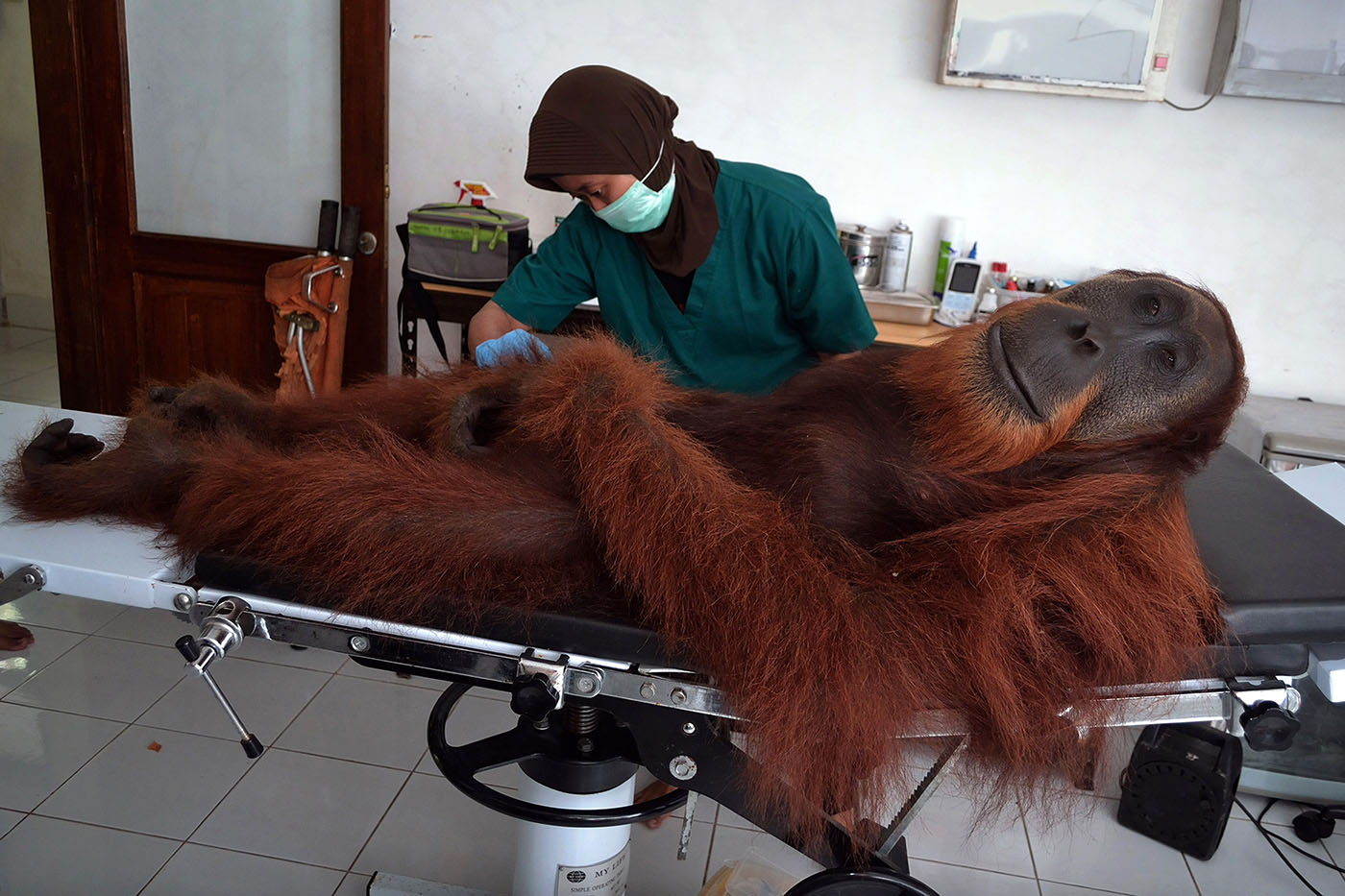 Gambar Kartun Hewan Peliharaan Beli Murah Sederhana Langka Terancam Punah