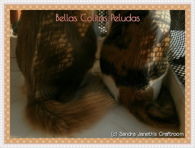 Gatos, Coco, Menchis