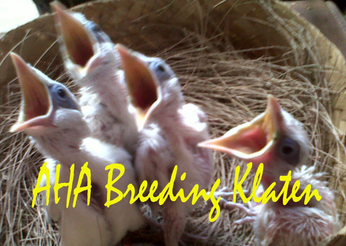 Om Breeder dot Kom: AHA Breeding Klaten : Merawat Anakan Burung Jalak