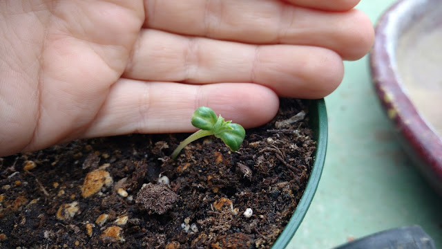 "Olsen" cucumber sprout