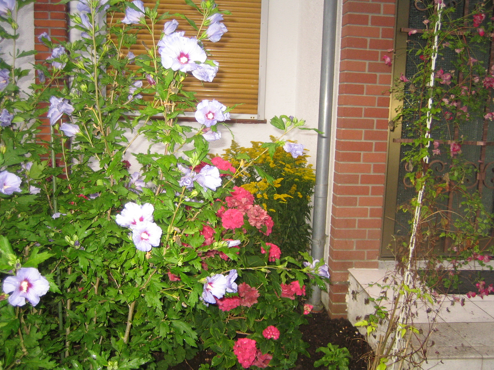 HufreheBlog Hibiskus