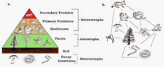 Food Web - Human Food Chain Diagram