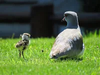 Birds of Patagonia: Adult southern lapwing and chick