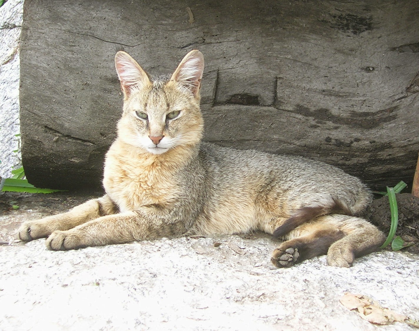 Nature Sri Lanka Jungle Cat (Felis Chaus Kelaarti)