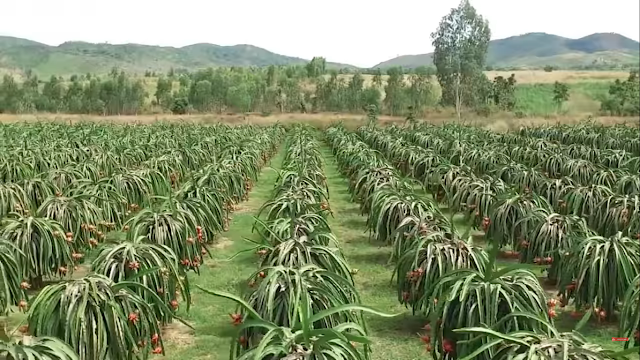 dragon fruit farm in rows