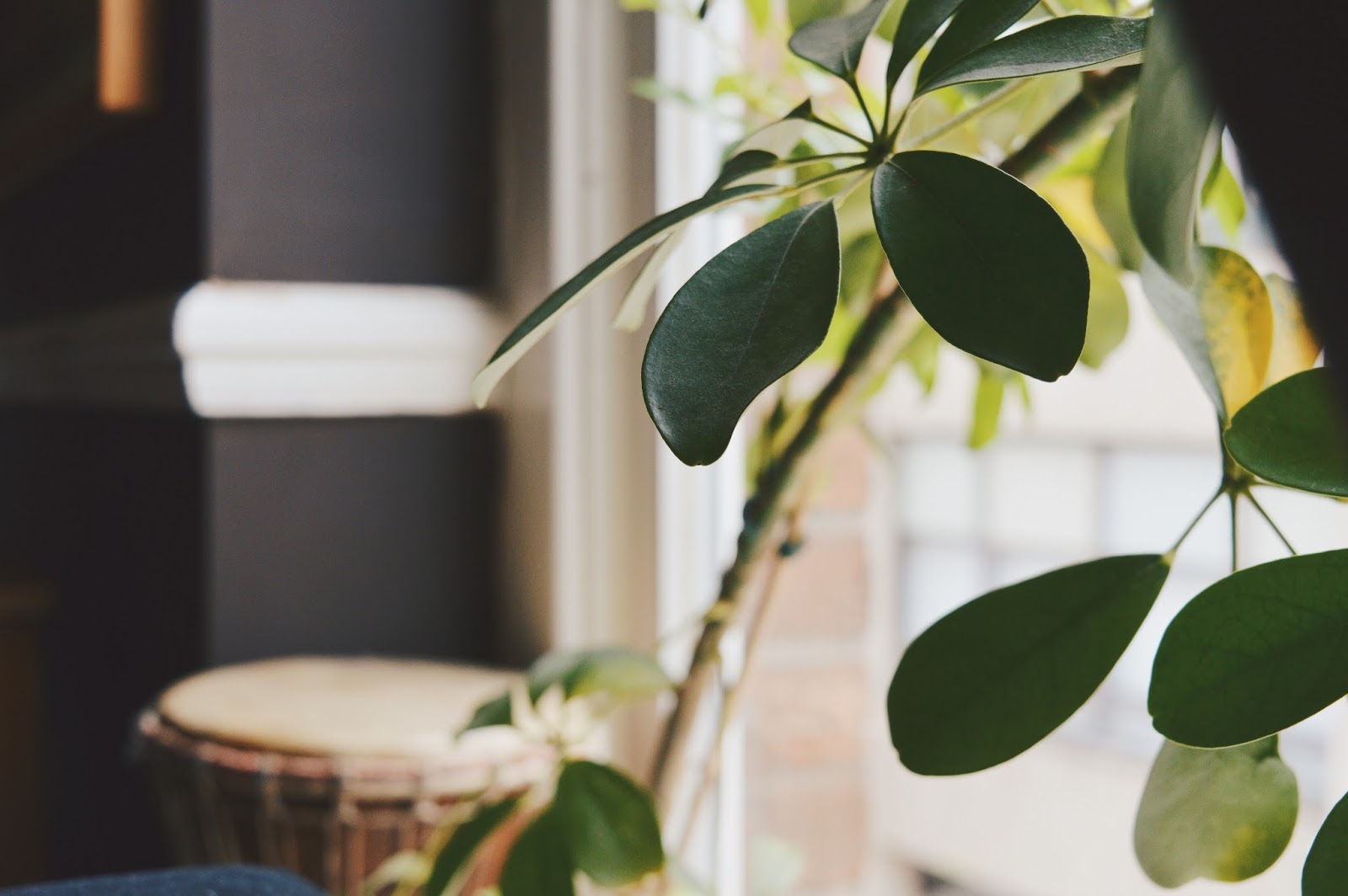 round leafed plant on windowsill