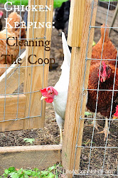 coop cleaning chicken keeping supporters farm sure check