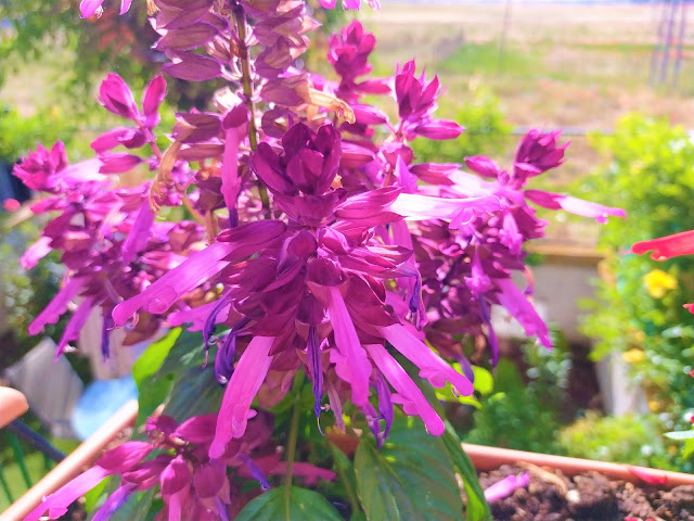 Salvia roja (Salvia splendens Sellow ex Schult.).