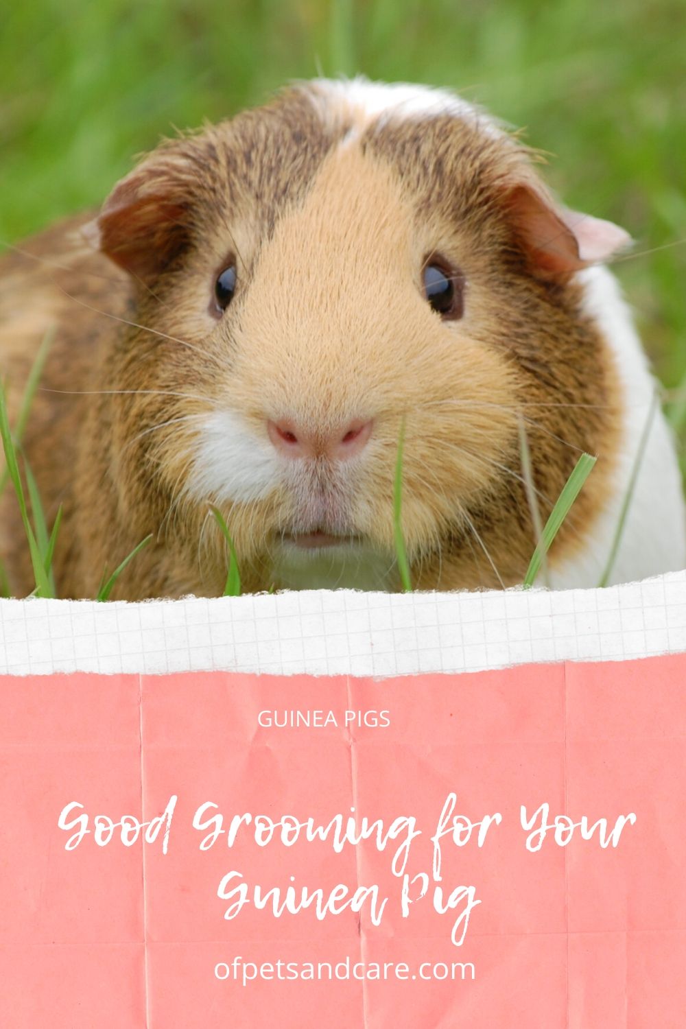 Good Grooming for Your Guinea Pig