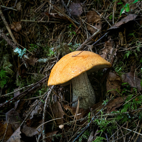 Грибы: грибные места, где собирать грибы Грибы: грибные места, где собирать грибы