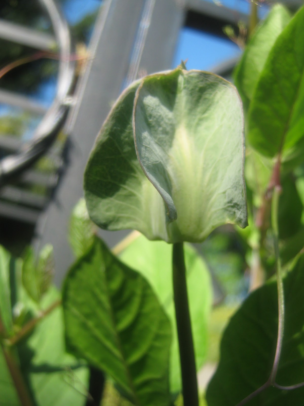 Rindy Mae Cup & Saucer Vine