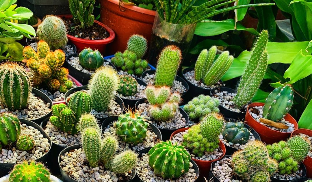 Succulents Cebu and Cactus Collection Cassiel's Succulent World Some