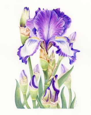 Vicki Lee Johnston - Botanical Art