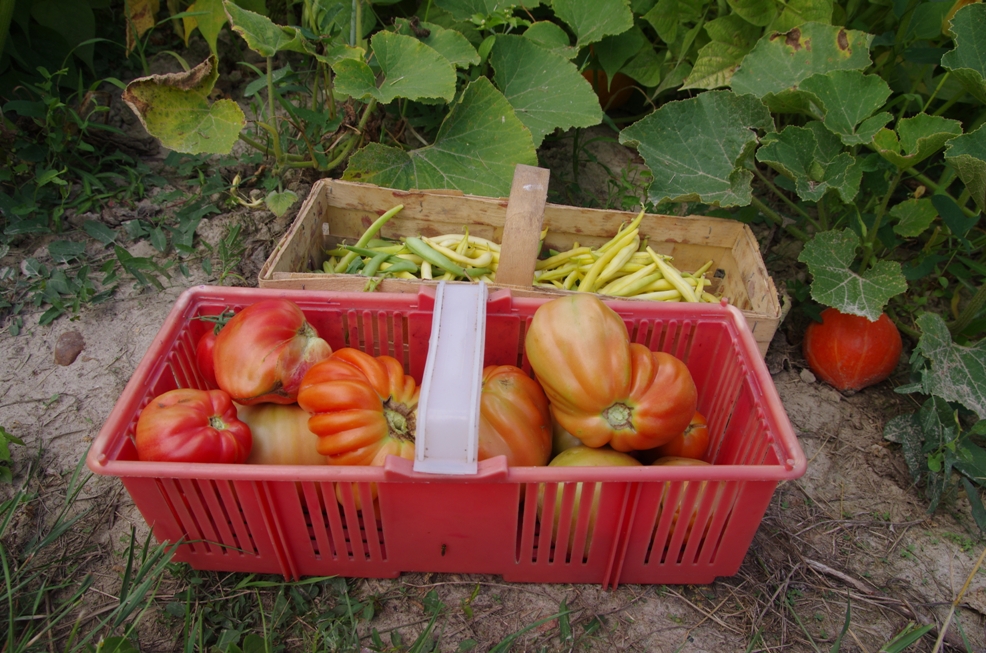 Obiad gotowy! Zupa z frykadelkami dla dzieci (i nie tylko)