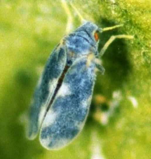 Aleurocanthus spiniferus ένας νέος κίνδυνος για τα φυτά