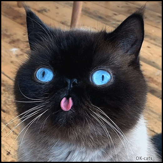 Art Cat GIF wih caption • Funny cat with blue eyes, animated BLEP mode activated Art Cat GIF wih caption • Funny cat with blue eyes, animated BLEP mode activated