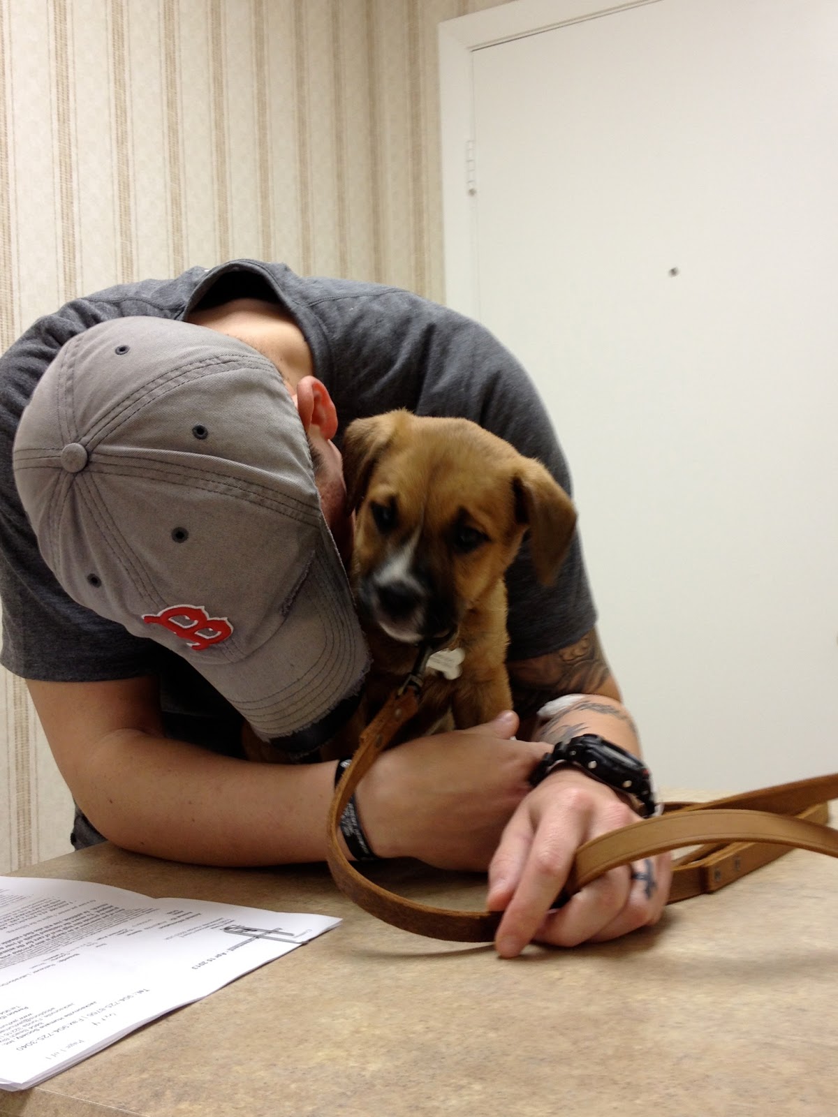 mrs-jenkins-news-this-is-why-dogs-make-better-pets-than-cats