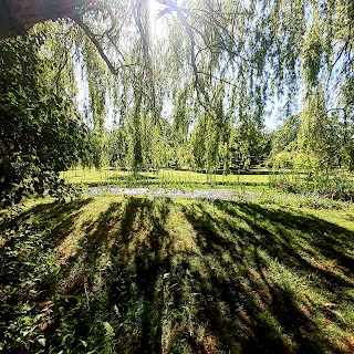 Stood in the shade of a weeping willow