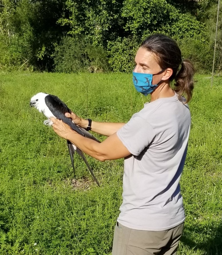 Swallowtailed Kite Migration A Special Swallowtailed Kite from