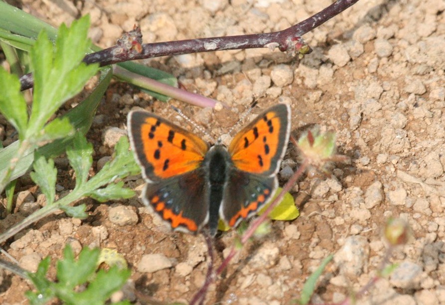 Snowy Owl Lost: Butterflies of Korea - Part II (The Jeju Years)