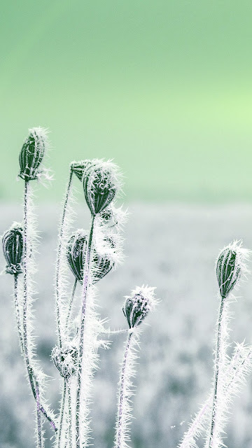 snow-cold-winter-flower-bokeh-nature-flare-green-34-iphone6-plus-wallpaper.jpg