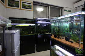 my aquarium room
