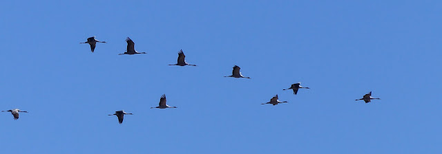 Grullas ( Grus grus ) volando cerca de la Granjuela en la Comarca del Alto Guadiato .