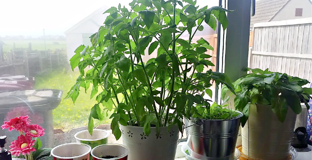 Plants on the kitchen windowsill