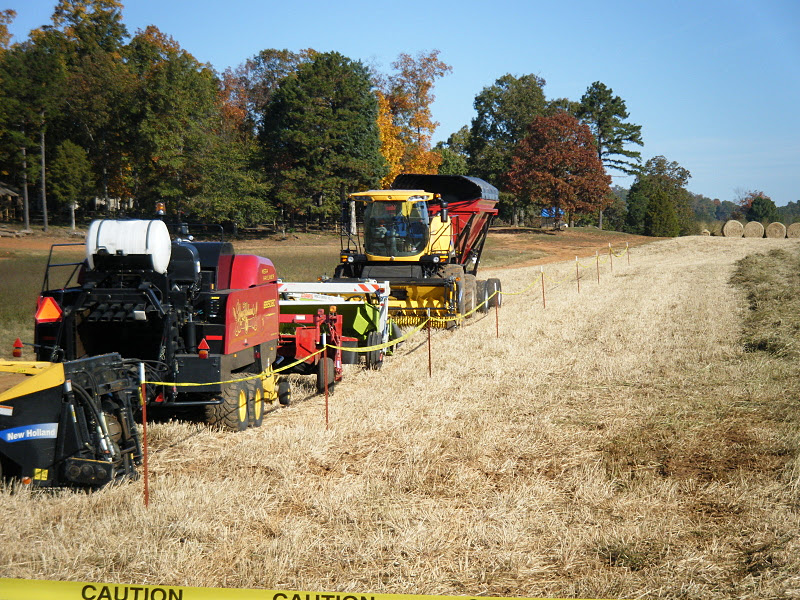 Flour Sack Mama Switchgrass for Livestock Forage