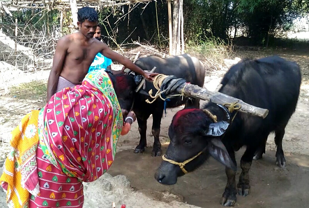 আজ থেকে শুরু হয় কুড়মালি নববর্ষ 1 আজ থেকে শুরু হয় কুড়মালি নববর্ষ