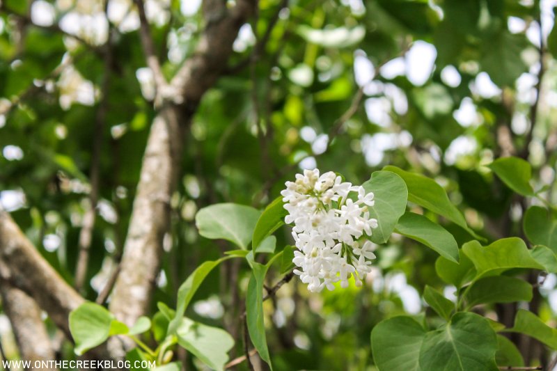 White lilac flowers | On The Creek Blog
