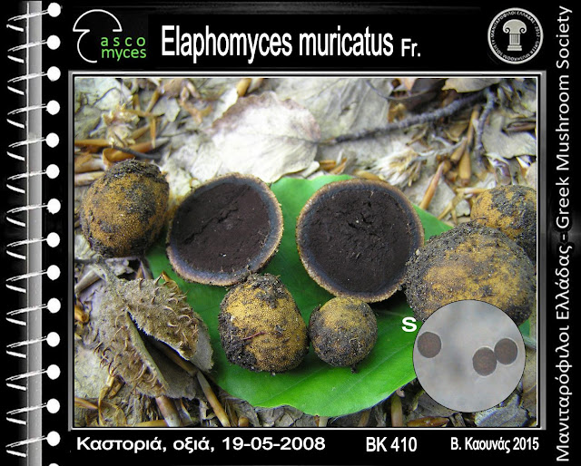 Elaphomyces muricatus Fr.