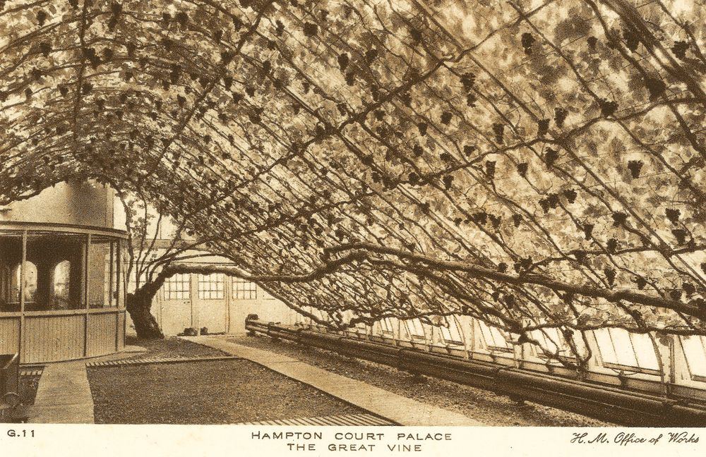 The Great Vine of Hampton Court Palace Amusing Planet