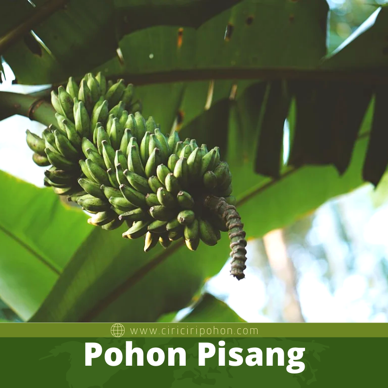 Pohon Pisang