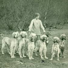 Terrier University Afghan Hound The Dog Breed