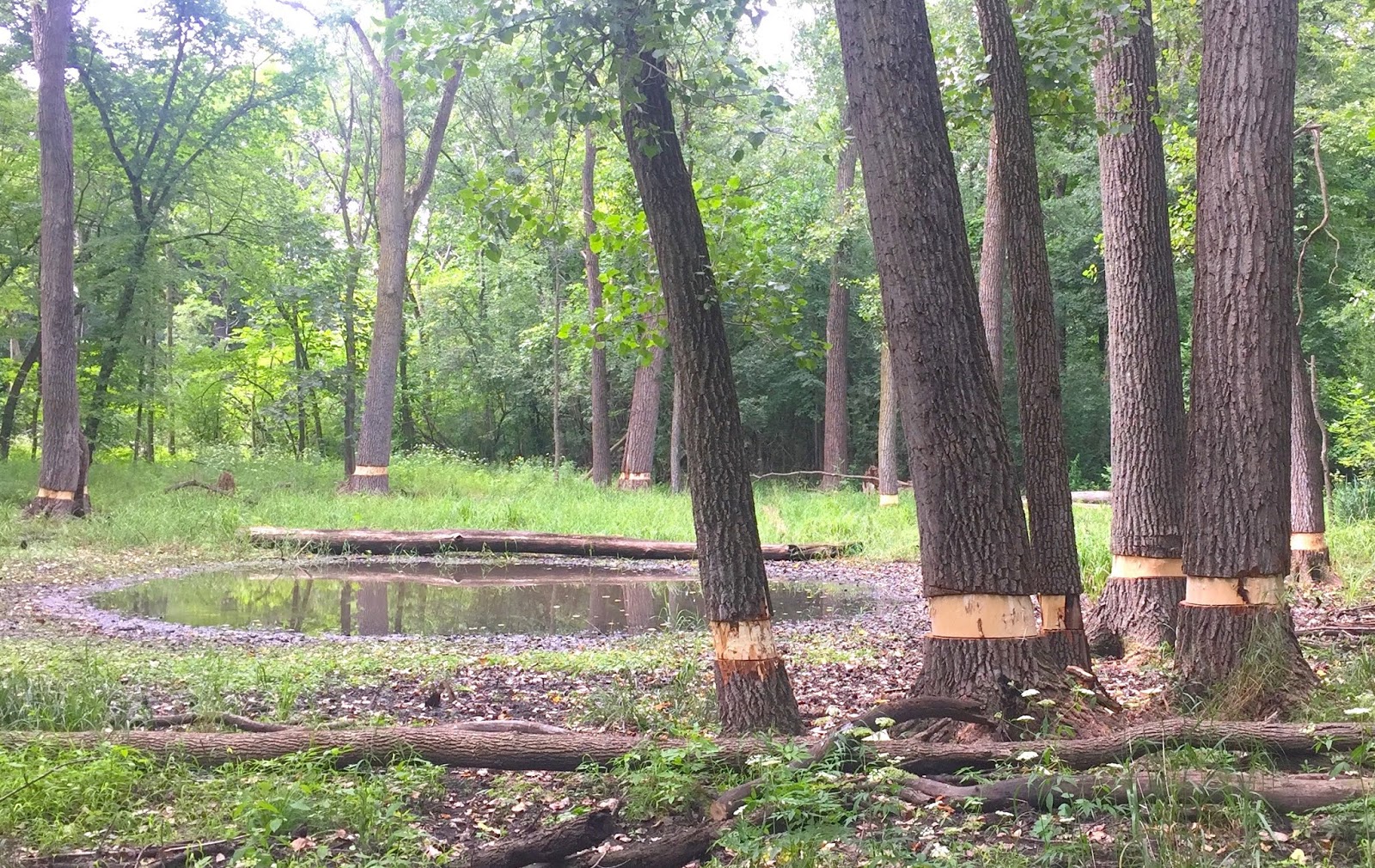 Vestal Grove Girdled Trees, Rain, and Fish