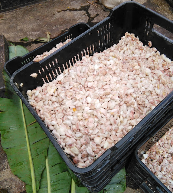 Cacao fresco recién cosechado.