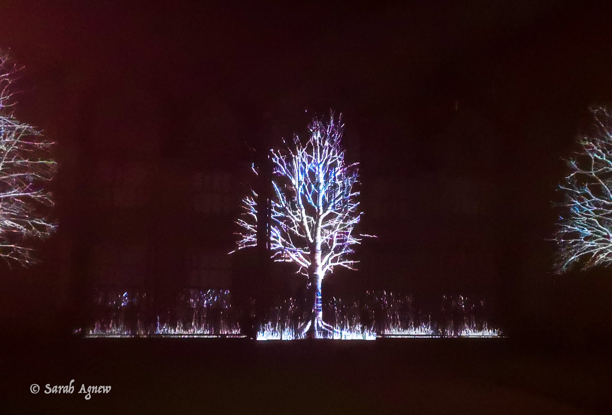 Glow Wild at Wakehurst 2019, photos by modernbricabrac