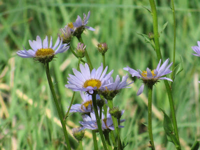 wildflower wednesday