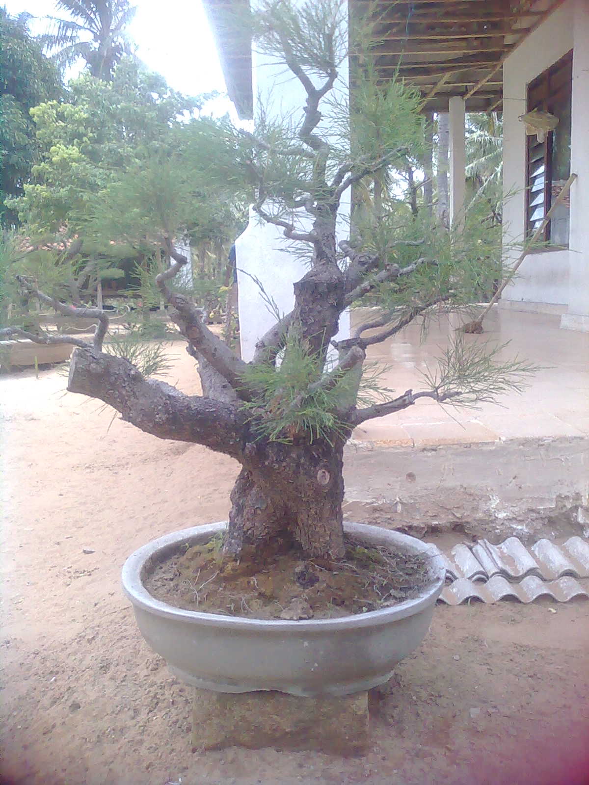 ARJUNA BONSAI: CEMARA