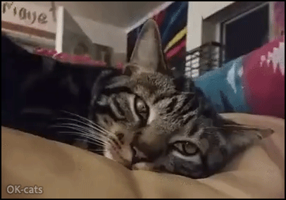 Art Cat GIF • Amazing pupil dilation. Look into my eyes human, you are mine Art Cat GIF • Amazing pupil dilation. Look into my eyes human, you are mine
