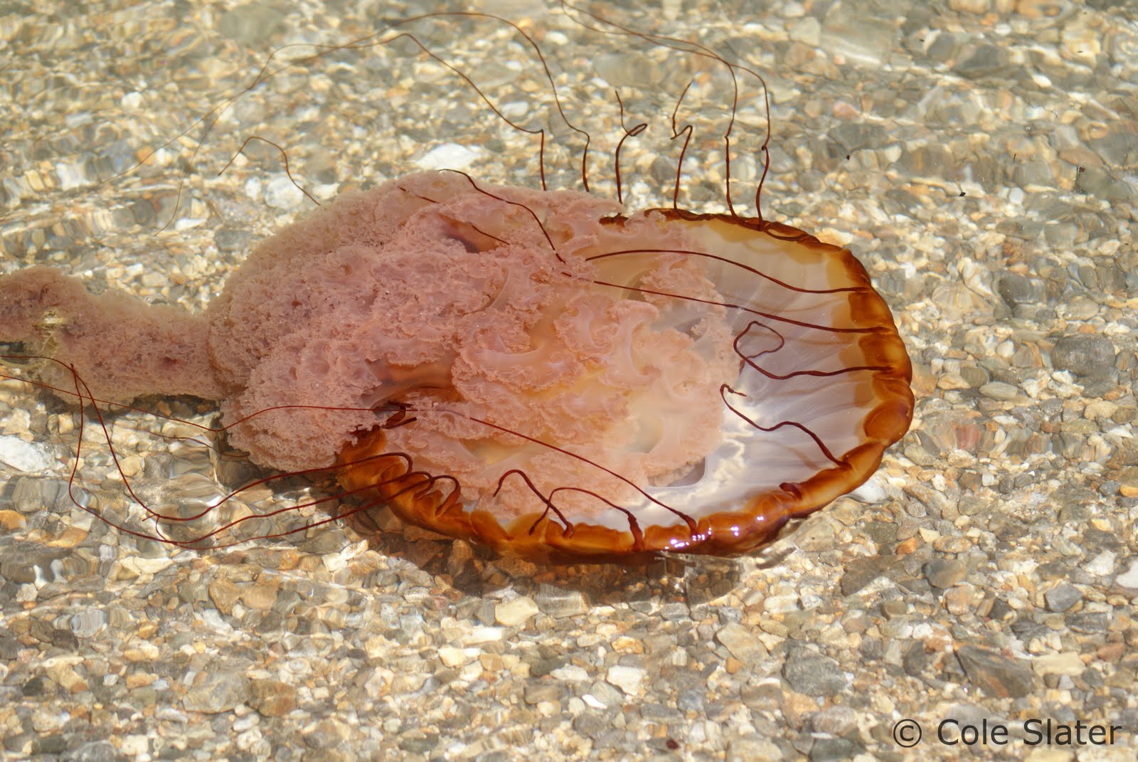 Cole's Trail Tales Inverness & Tomales Bay Shell Beach to Pebble